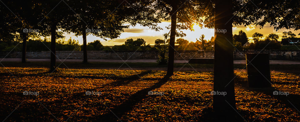 Autumn trees in garden
