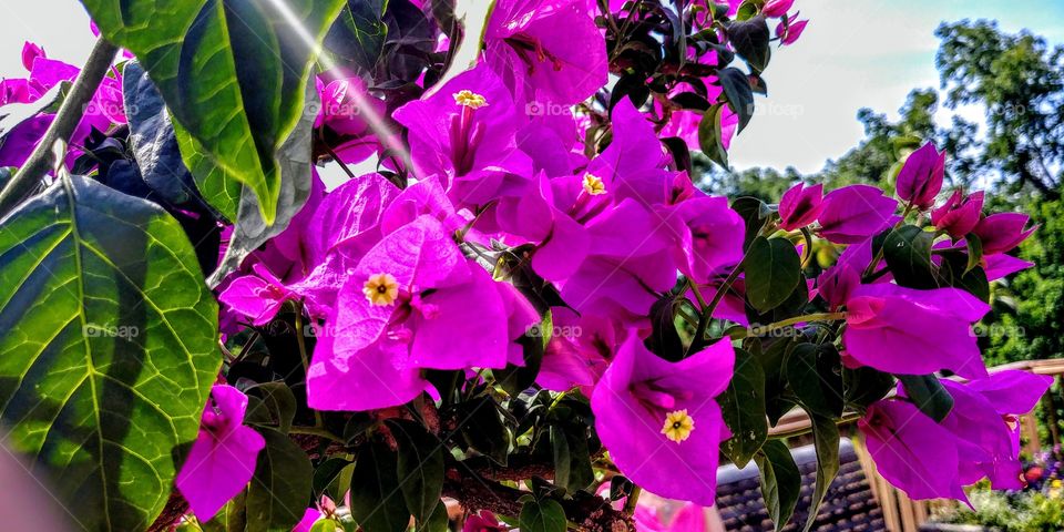 Purple Blooms