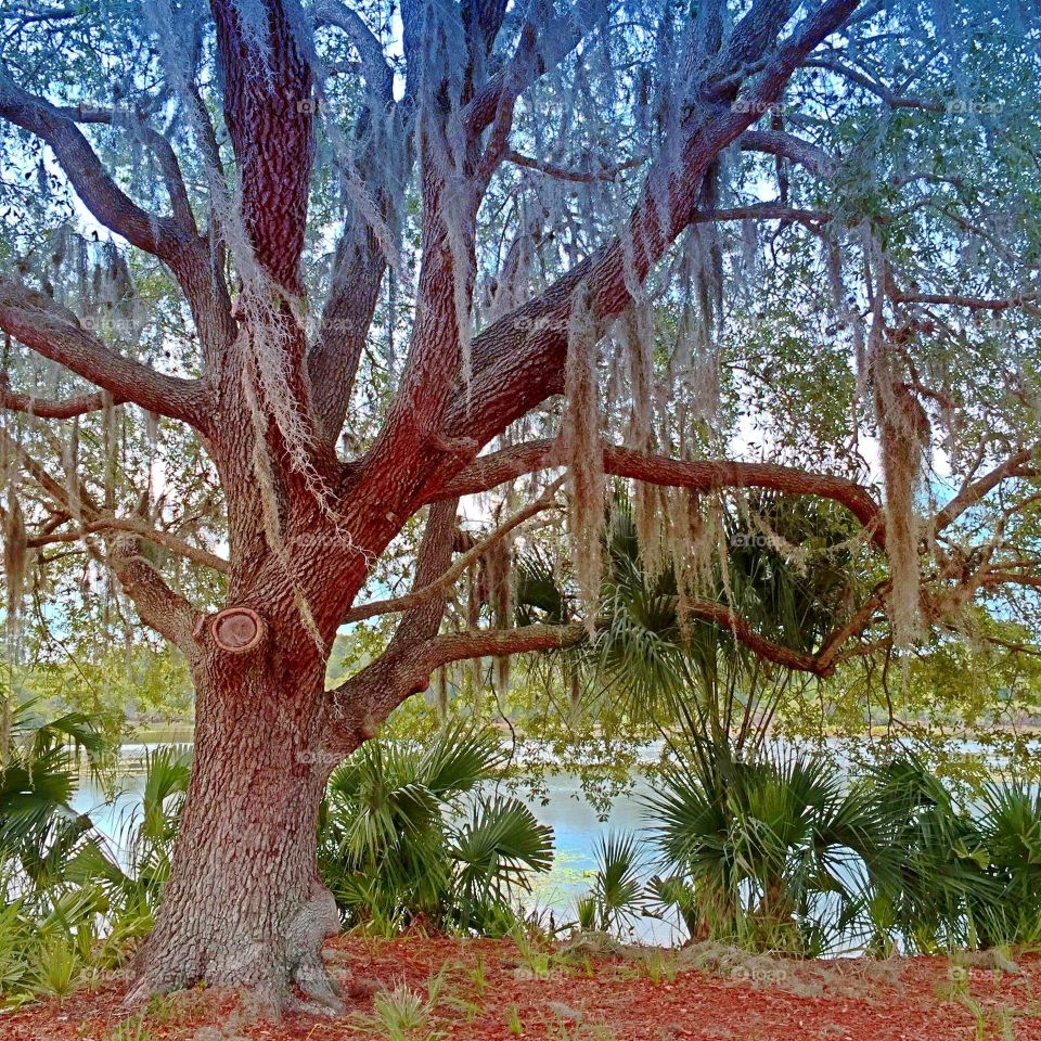 Oak tree. Oak tree in the sweet light of the golden hour,