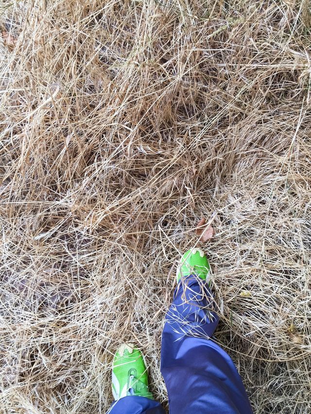 Dead weeds 