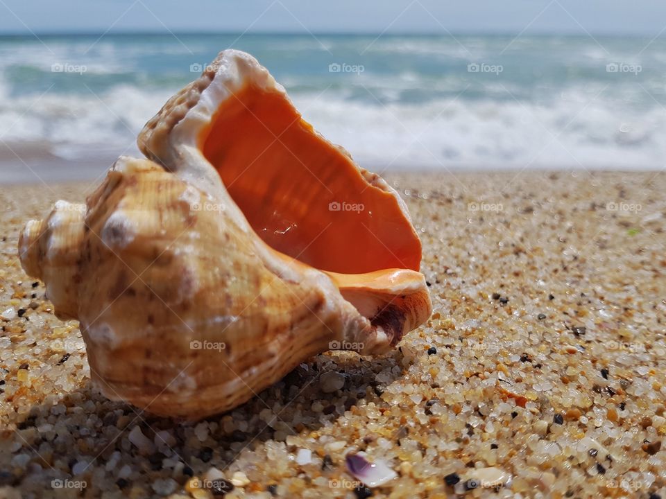 Shell on the beach