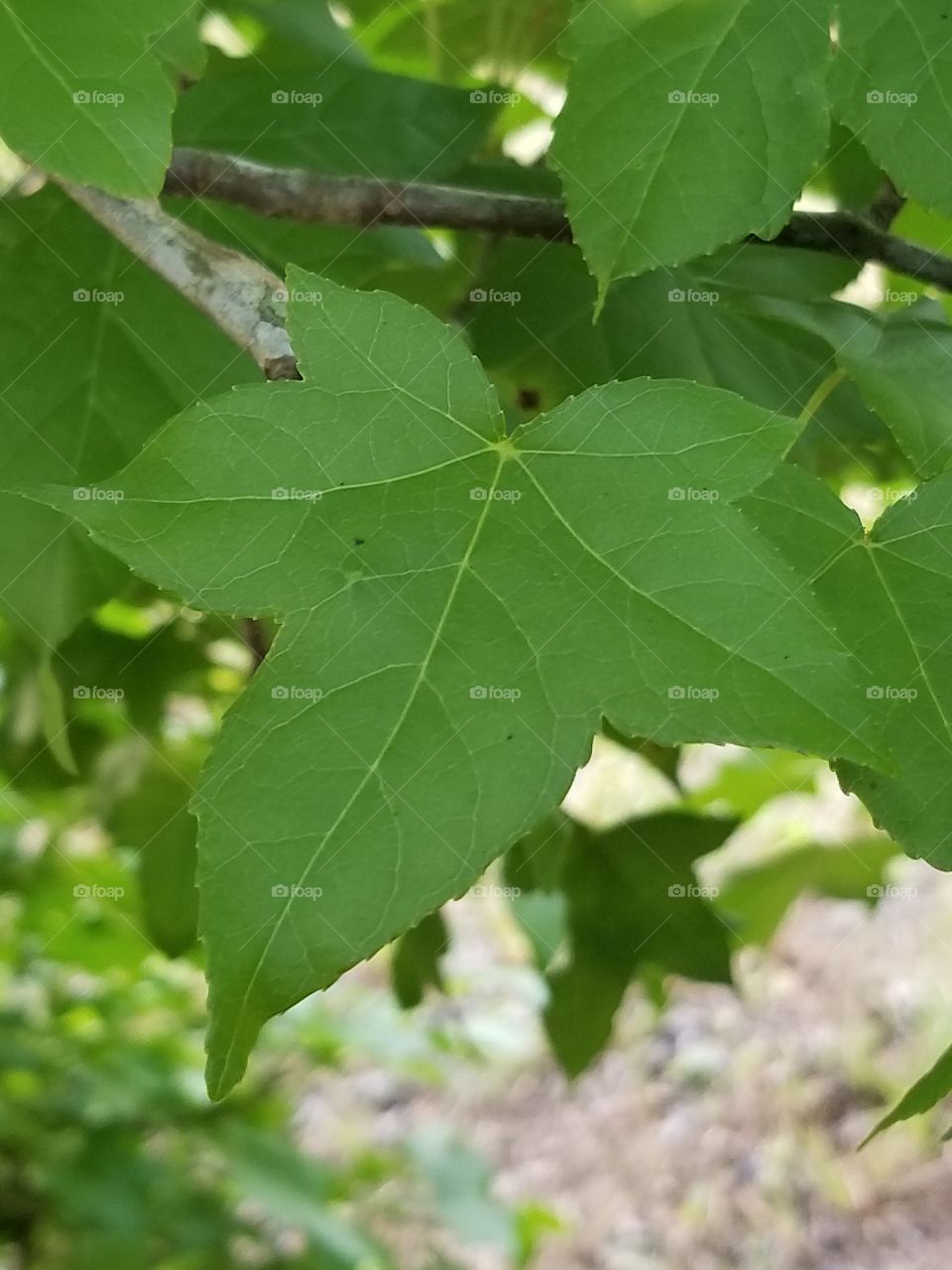 leaf