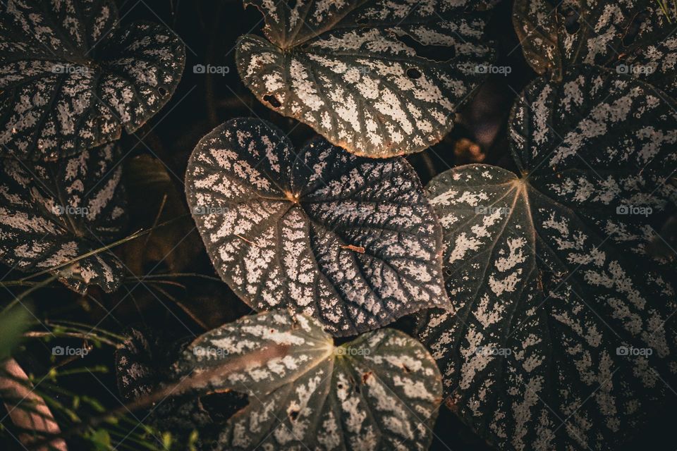 Close up view of Begonia plant with beautiful patterns on the leaves
