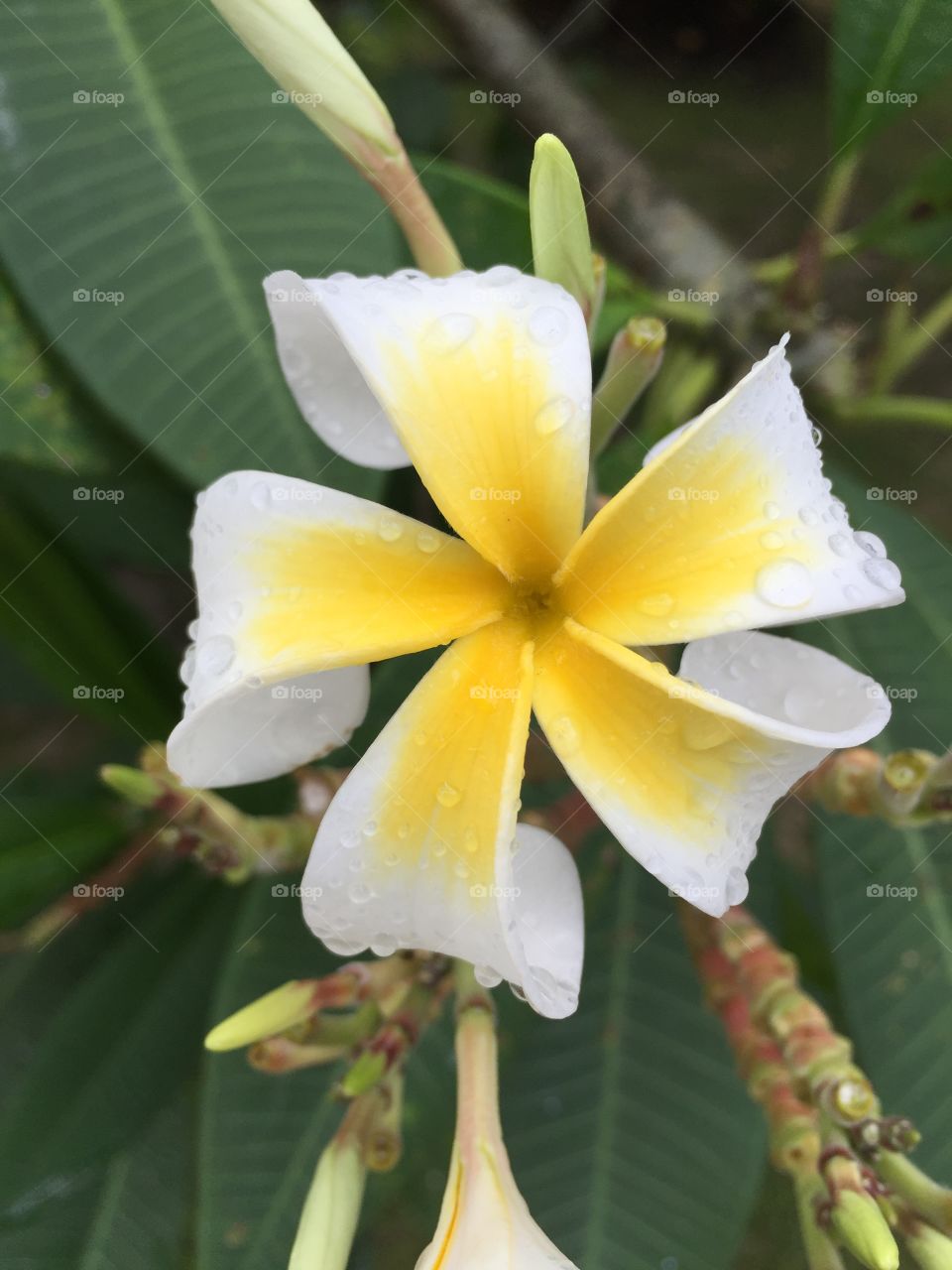 Raindrops collect after a tropical storm on this plumeria as bright as the sun 