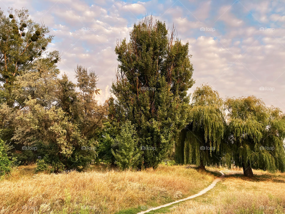 Trees in the field with a pathway 