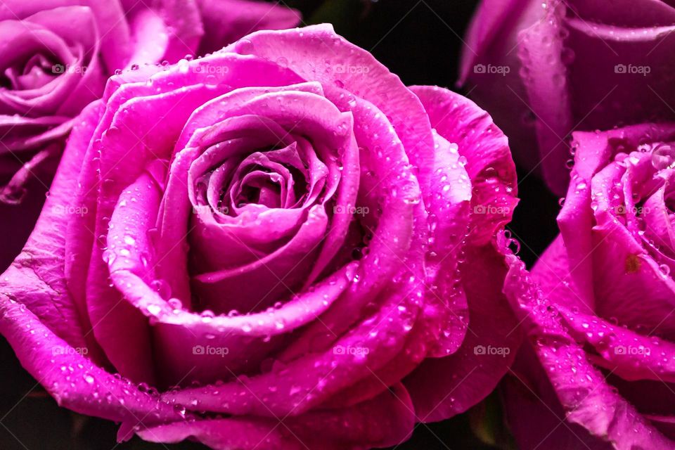 close-up rose flower with bright pink water drops