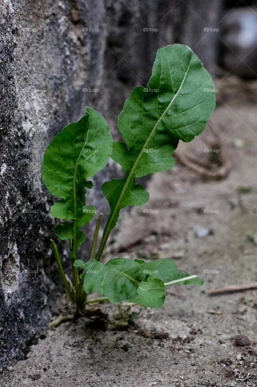 No matter how much cement or how little water, the earth always sprouts in a world that tries to destroy it.