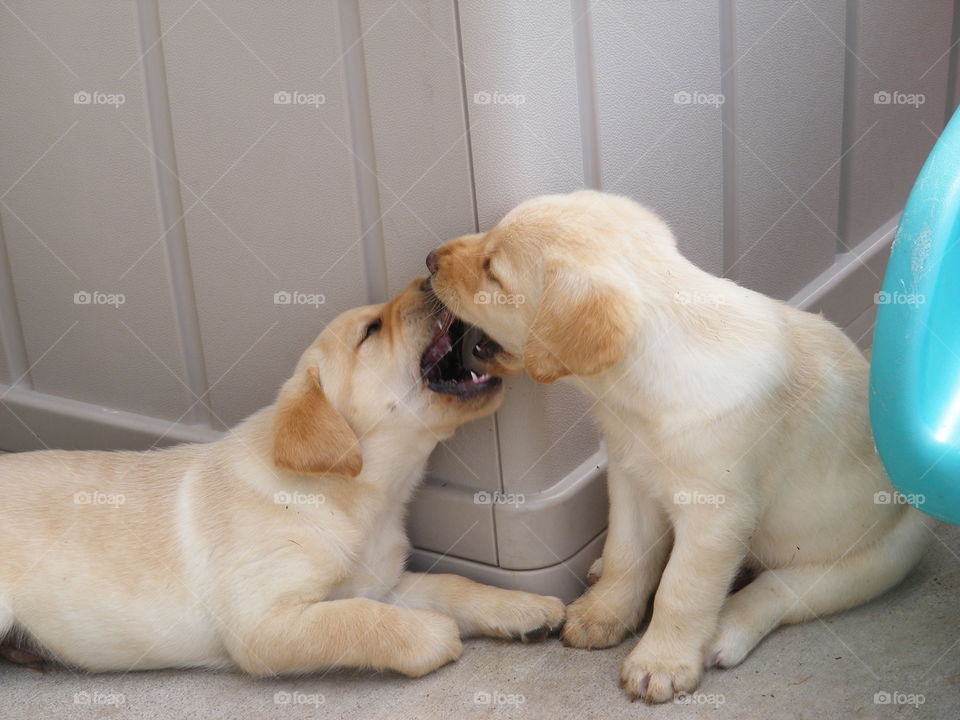 These are two yellow Labrador retriever puppies, purebred AKC.