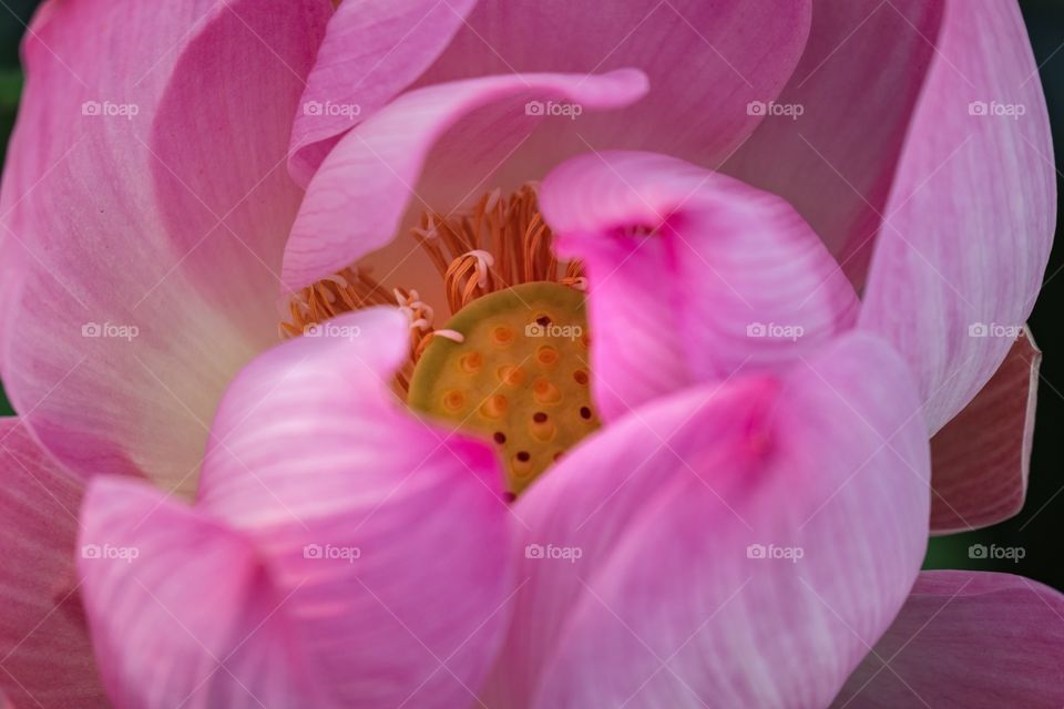 Pink lotus