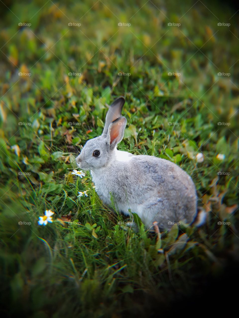 Wild rabbit in my yard. 