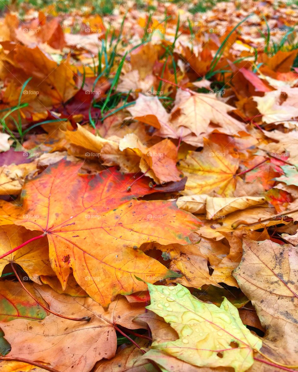 Beautiful leaves 