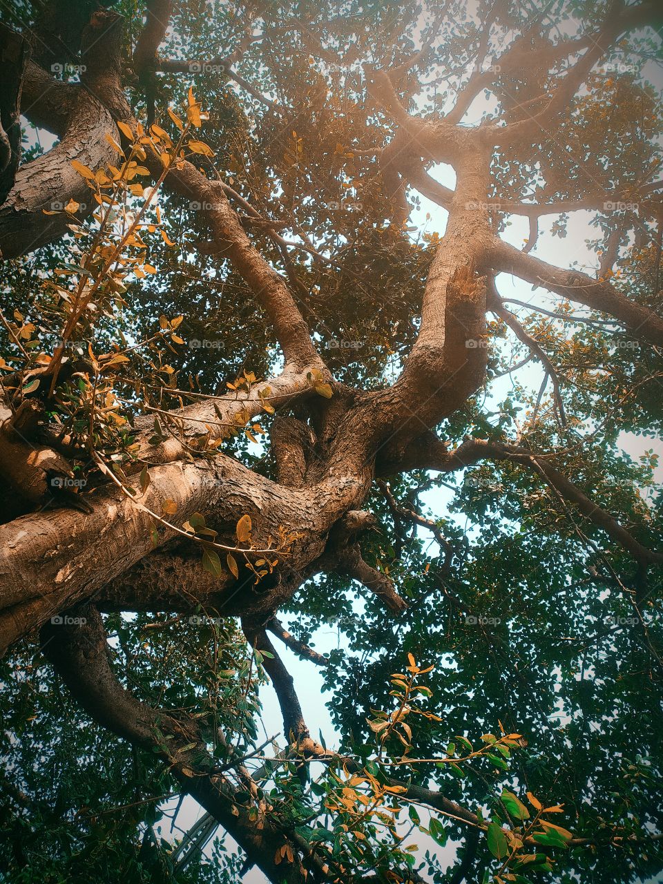 Banyan tree in front of Shaniwar wada Palace Pune Maharashtra India Historical place