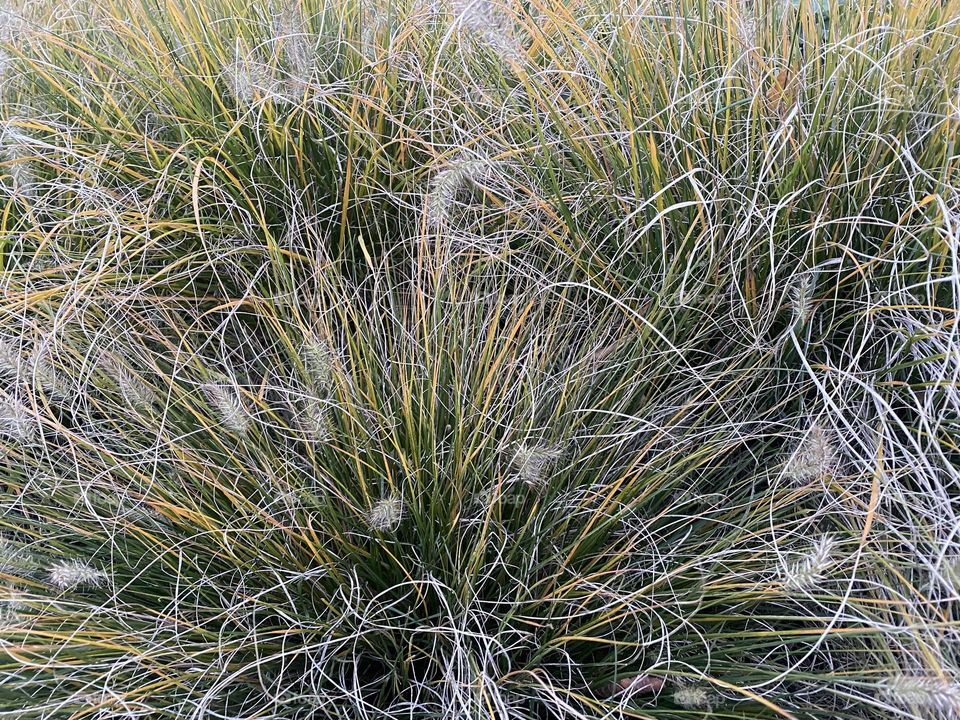 Grass 