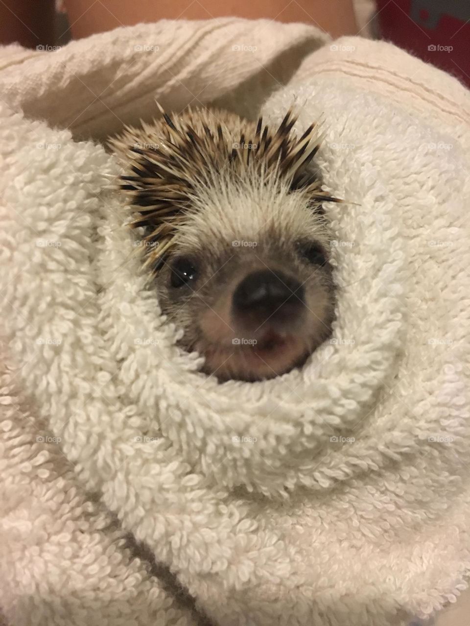 Happy hedgehog