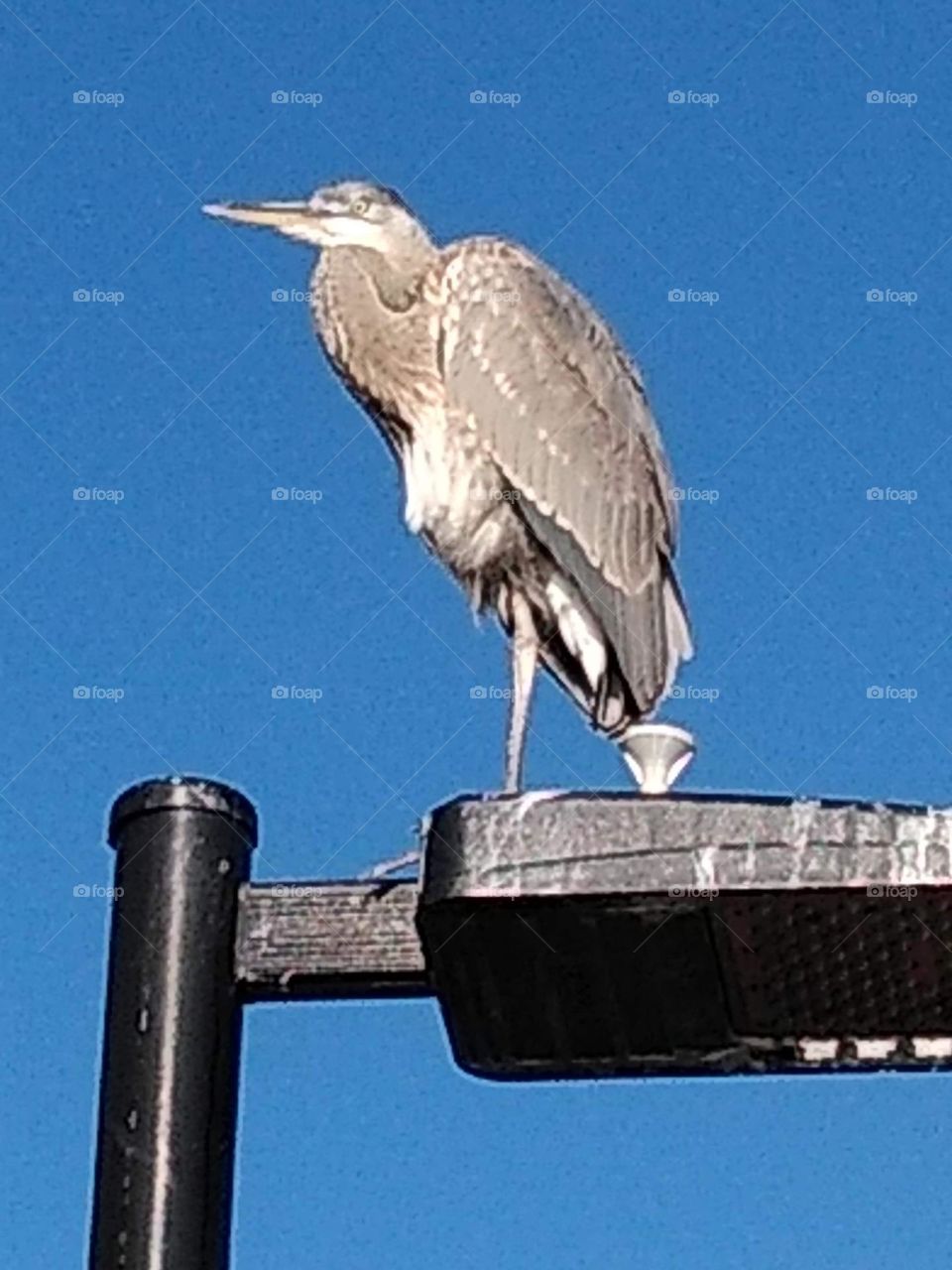 Bird watching is a great ideal learn so much