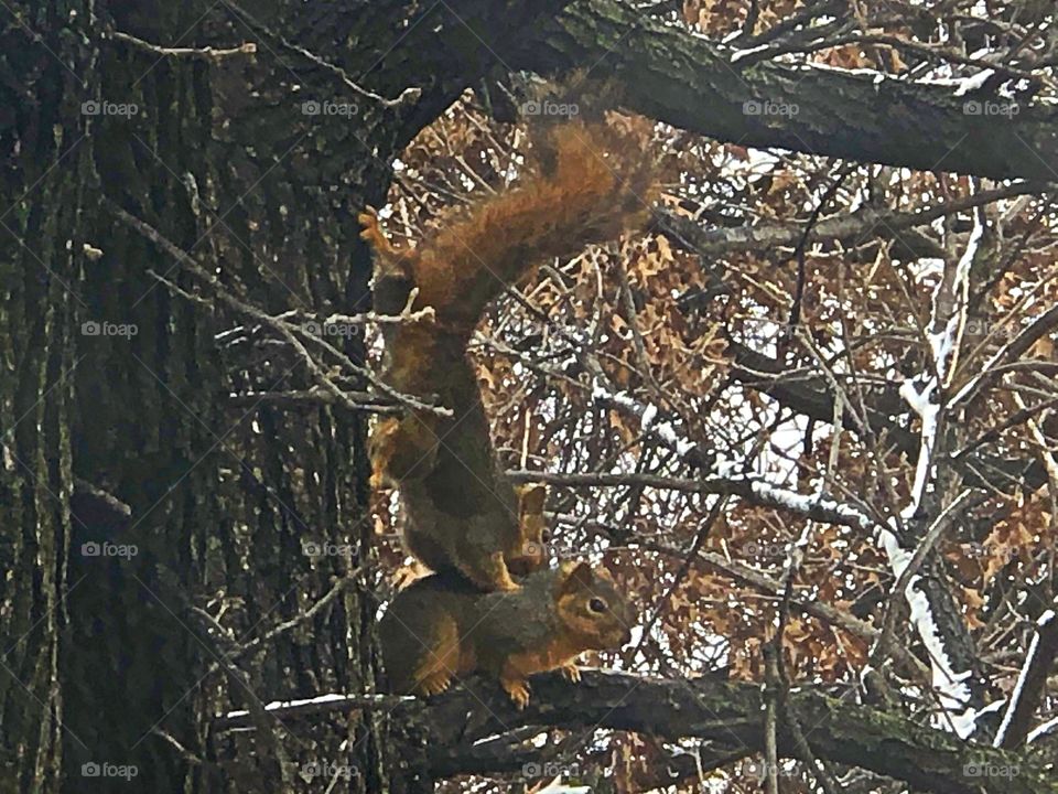 Squirrel masseuse 