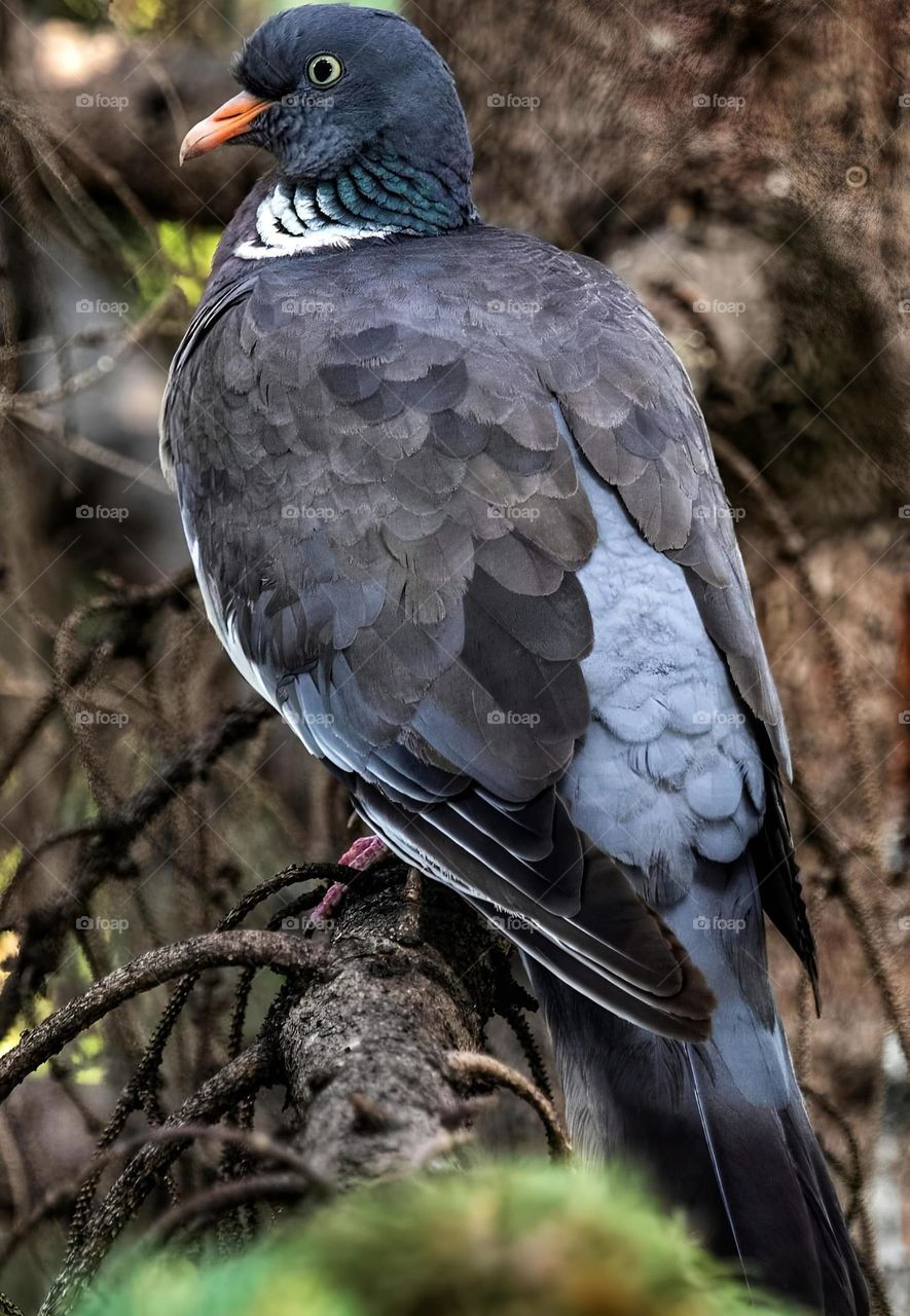 Cu păsările avem în comun doar cerul.