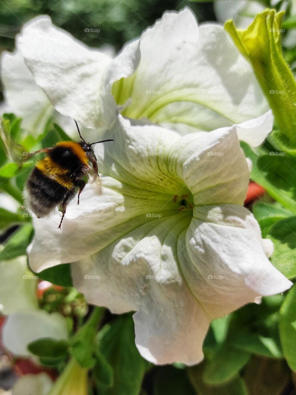 bumblebee on a flower