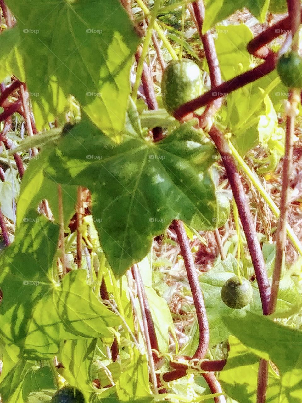 ivy on a chain-linked fence
