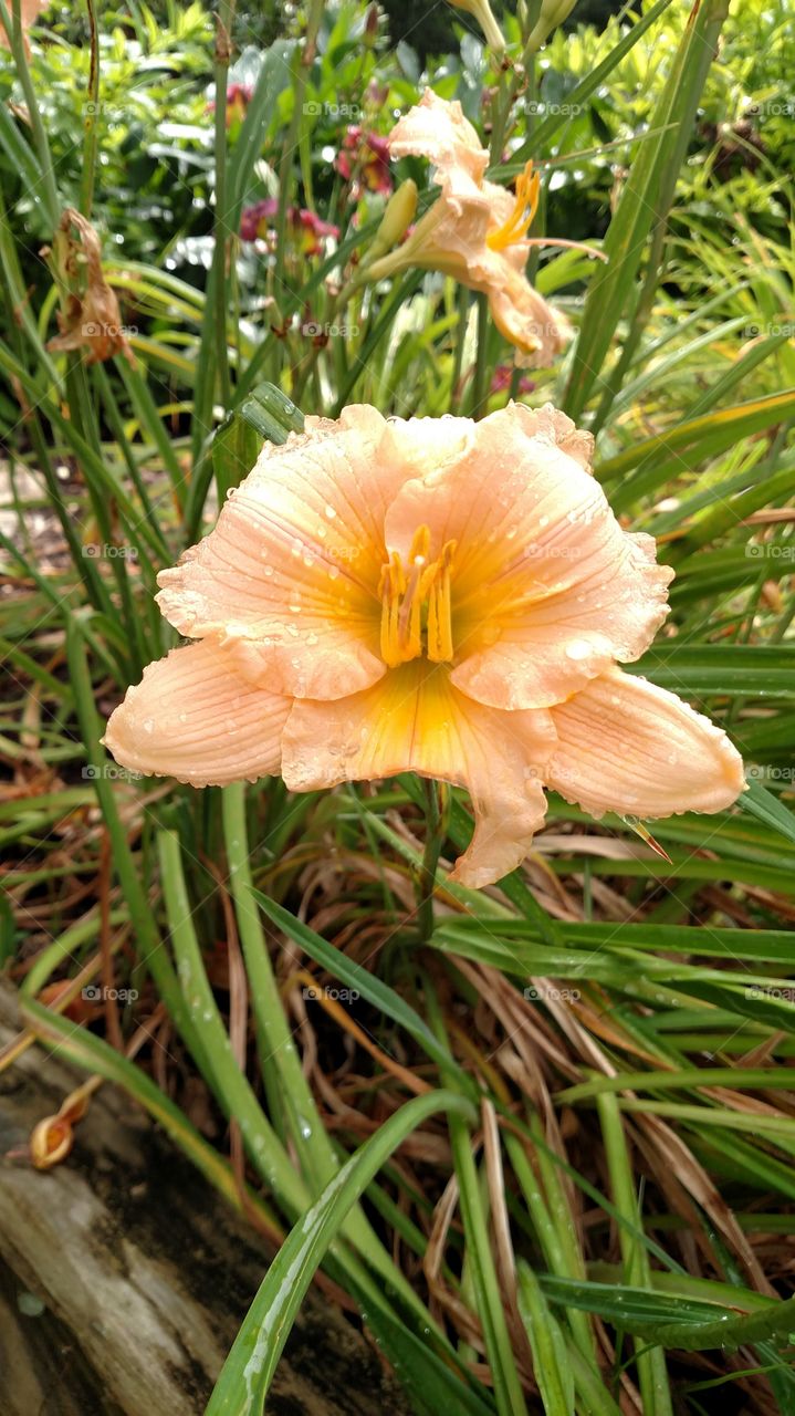 Day Lilly after an afternoon rain