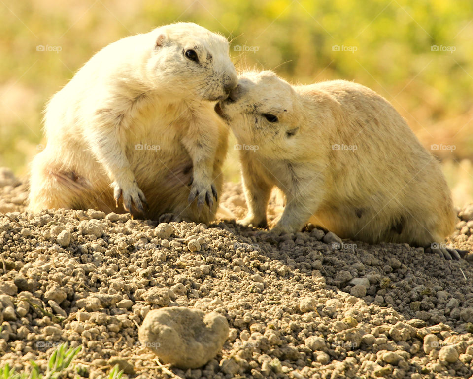 Kissing prairie dogs