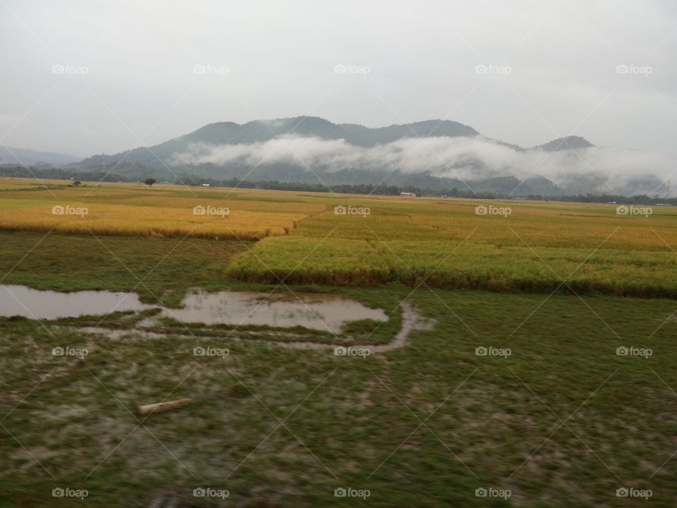 rice plantation, Paddy cultivation
