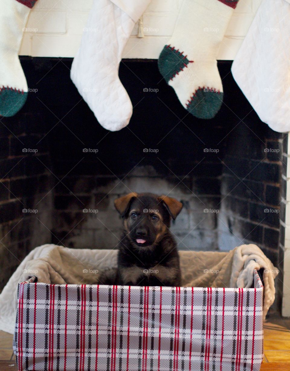 Puppy for Christmas gift in front of fireplace