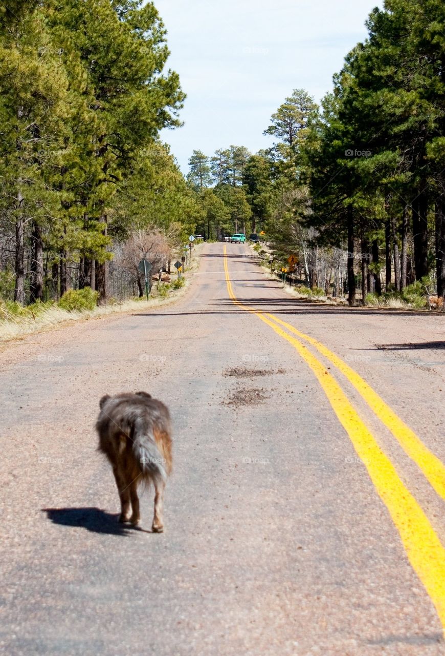 Dog escaping down the road