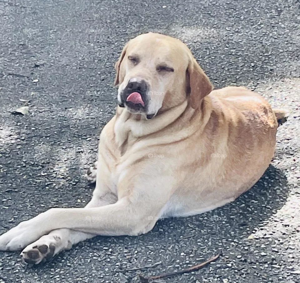 Dog 🐶
