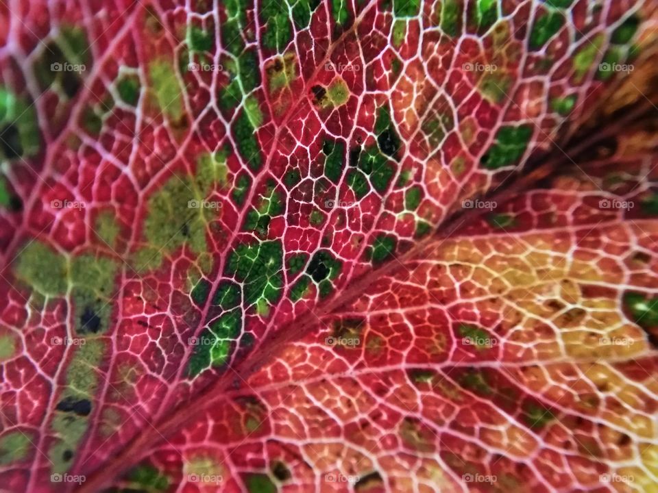 Macro shot of a leaf