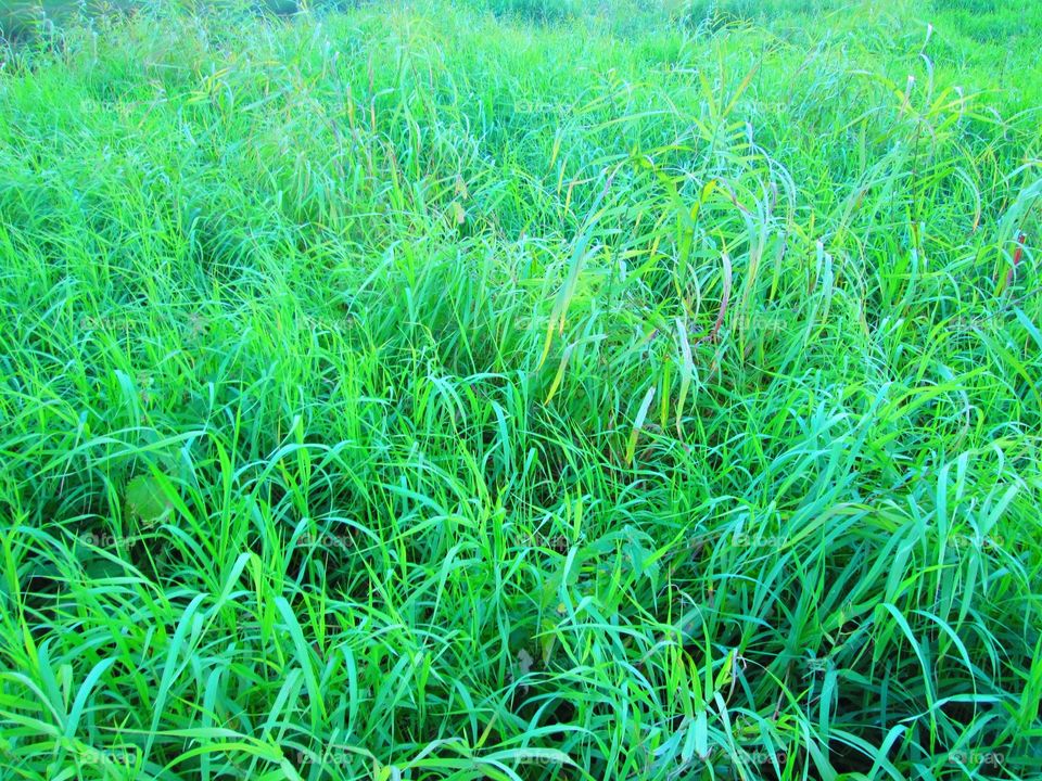 The emerald grass