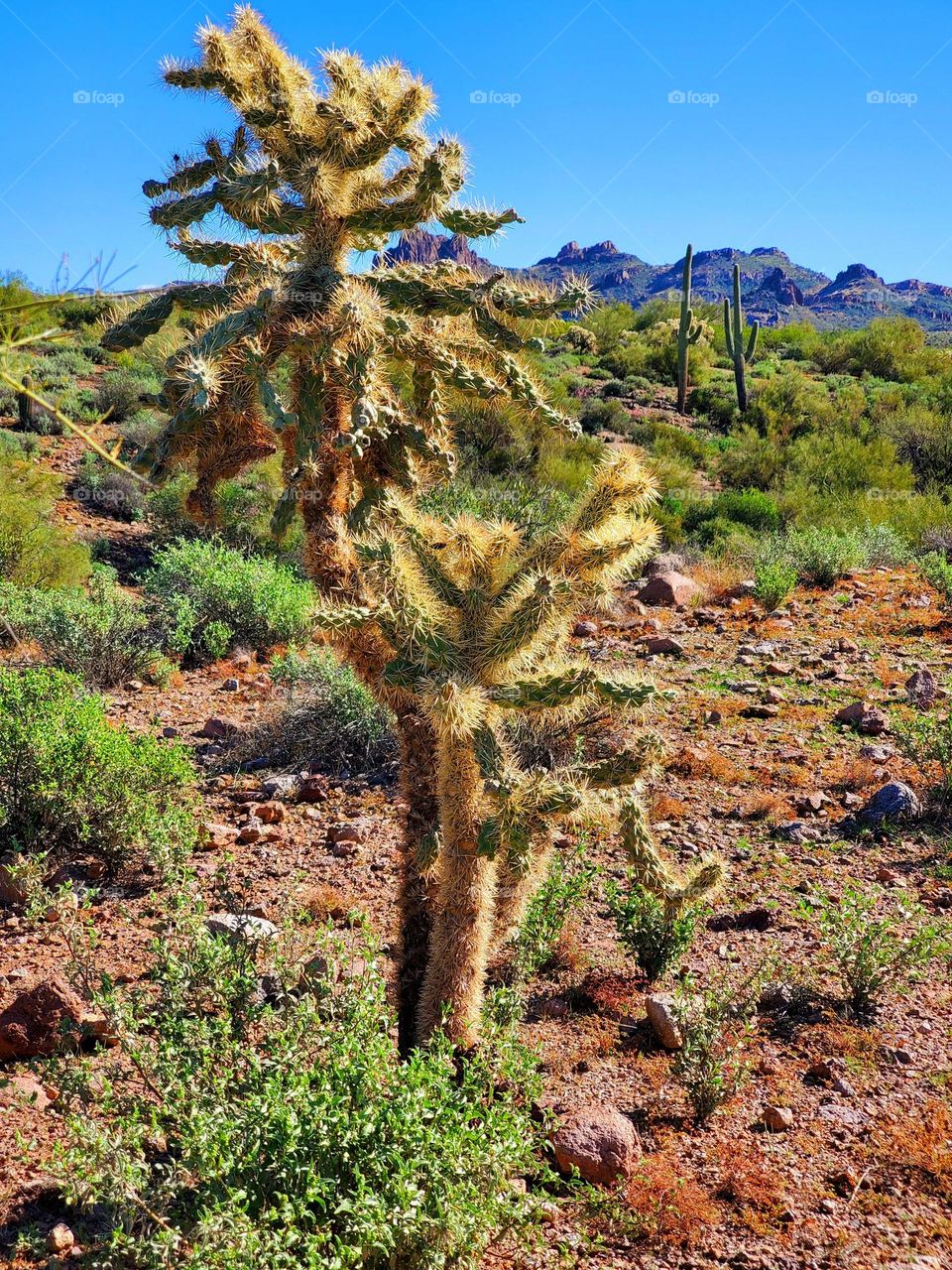Cholla Cactus in the Arizona Desert