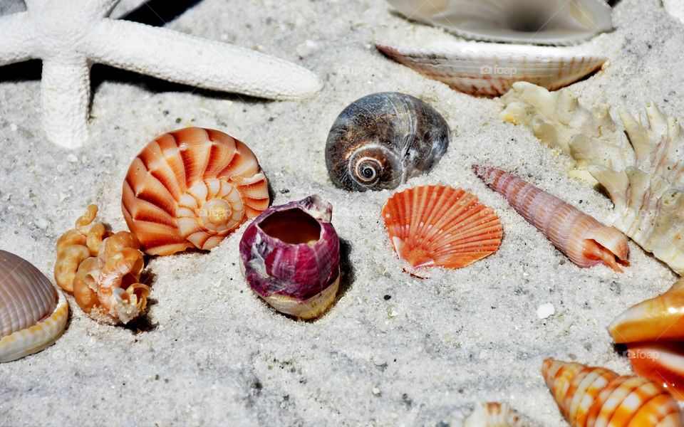 Variety of seashells on sand