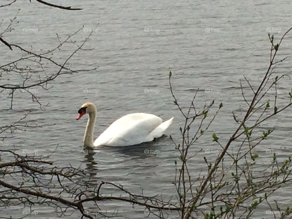 Swan on a lake in Michigan