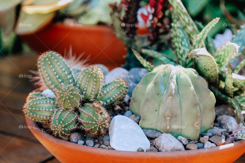 Cactus close up