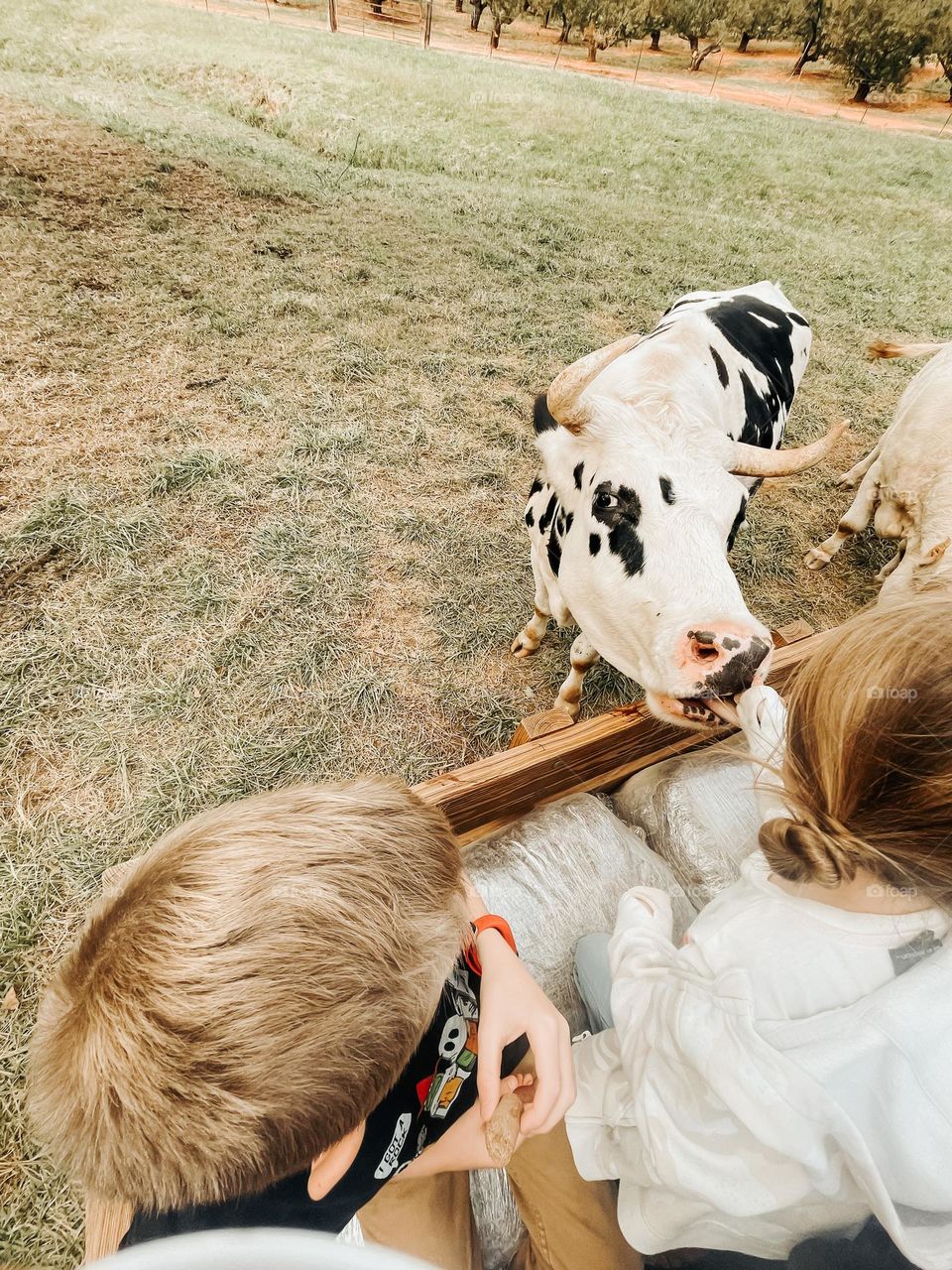 Feeding cows