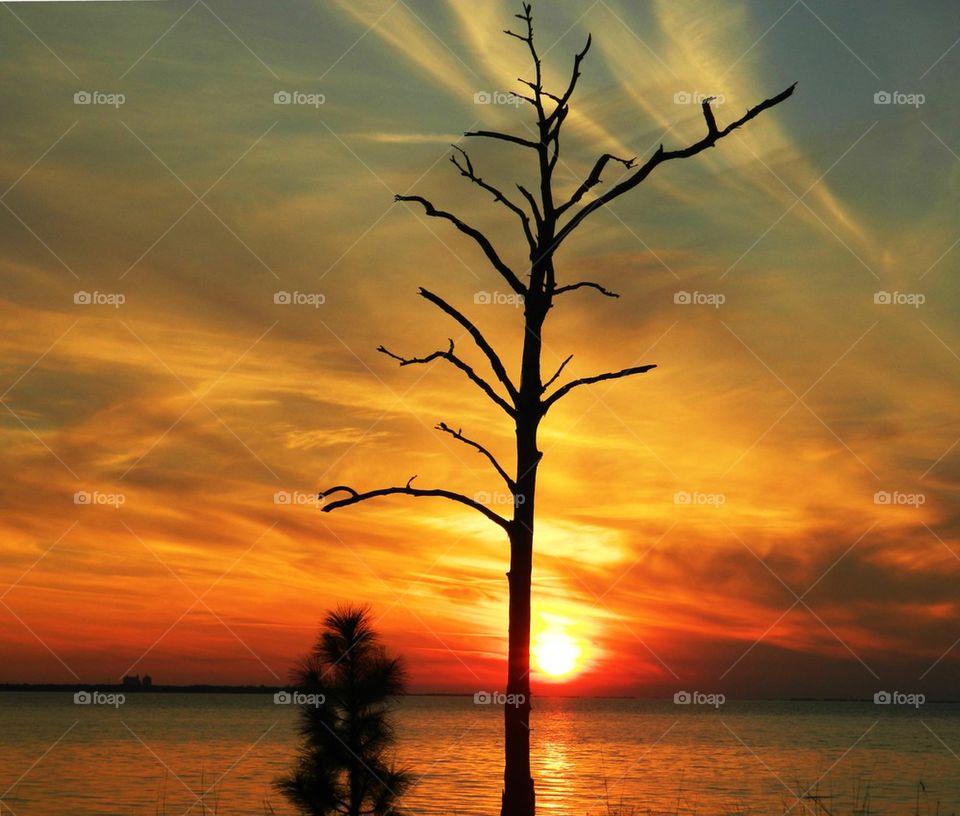 Trees basking in the sunset