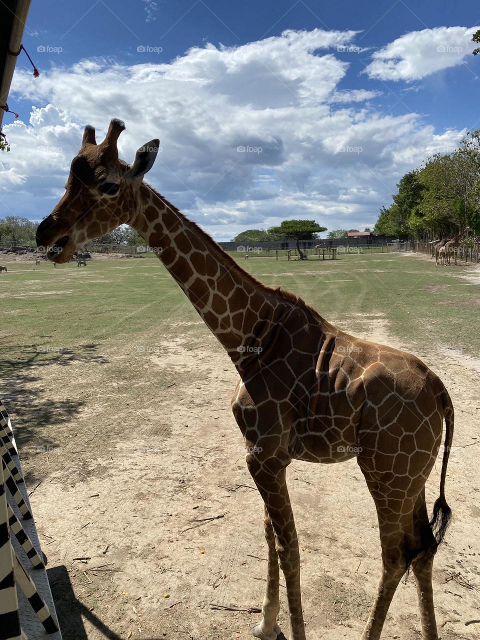 Giraffe so beautiful 