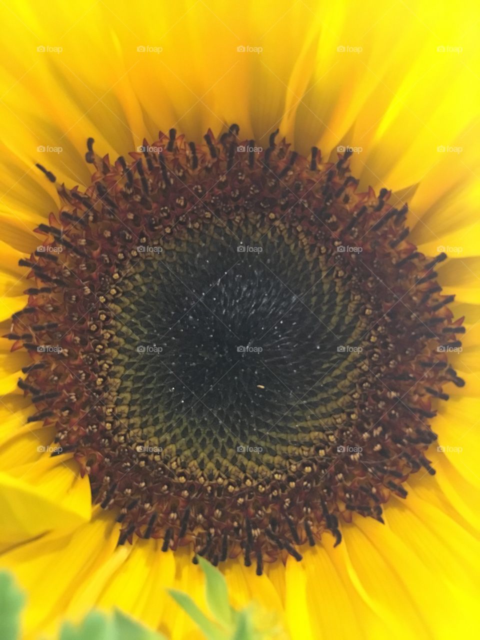 Close up sunflower 