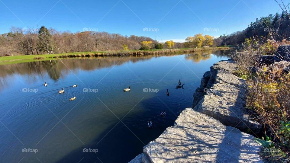 Ducklings on a pond