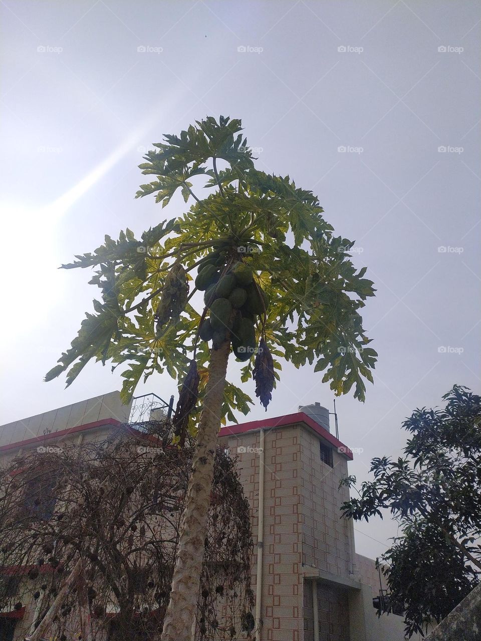 Colours of nature in winter