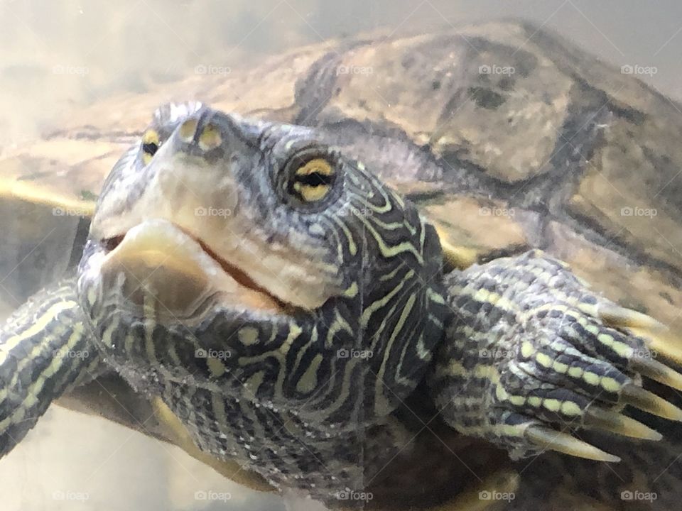 Tamara splash our map turtle