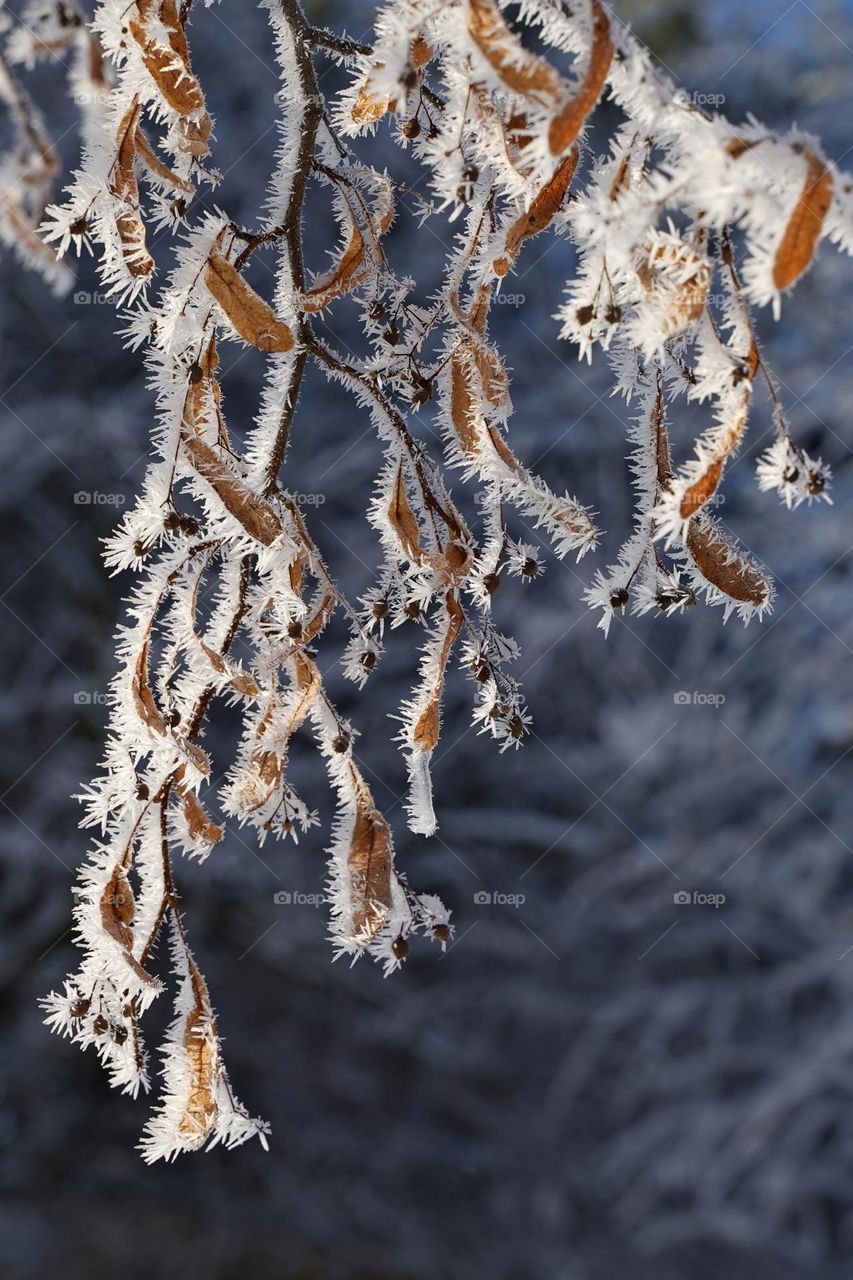 Tree branches in frost