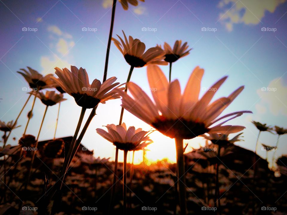 Summer!chamomile at sunset.