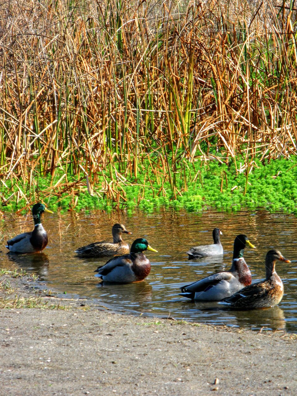 Colorful Duck Scene