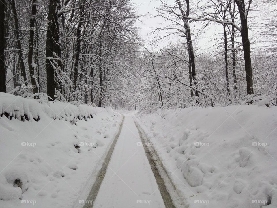 Snow, Winter, Cold, Frost, Ice