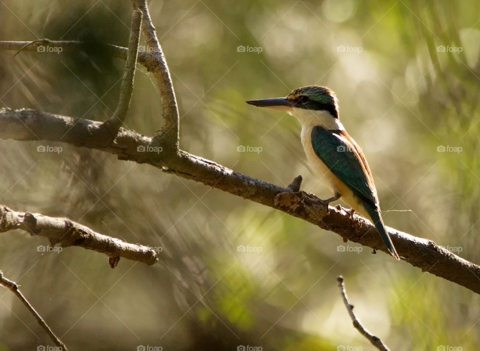 Sacred Kingfisher