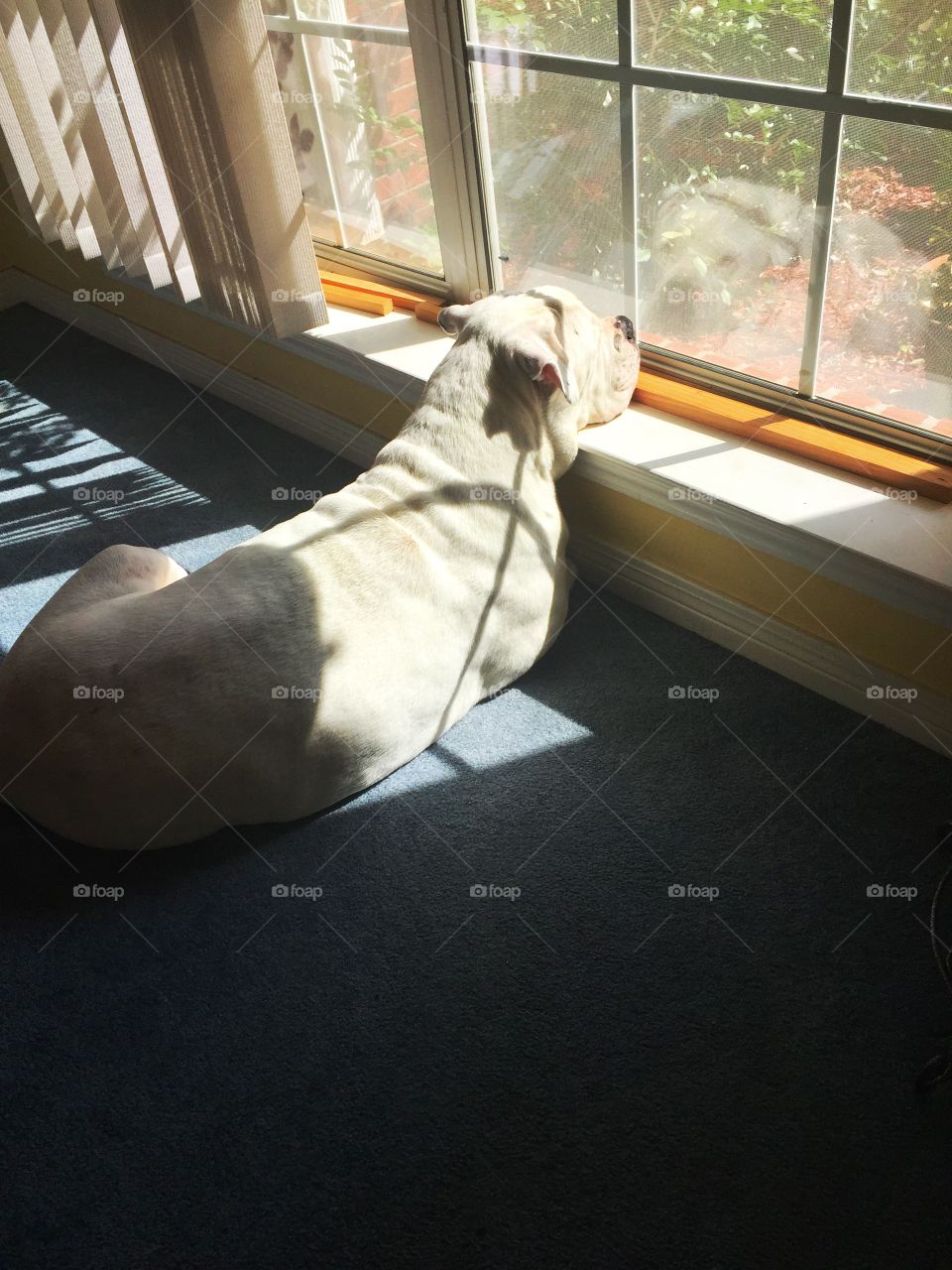 Dog resting near window