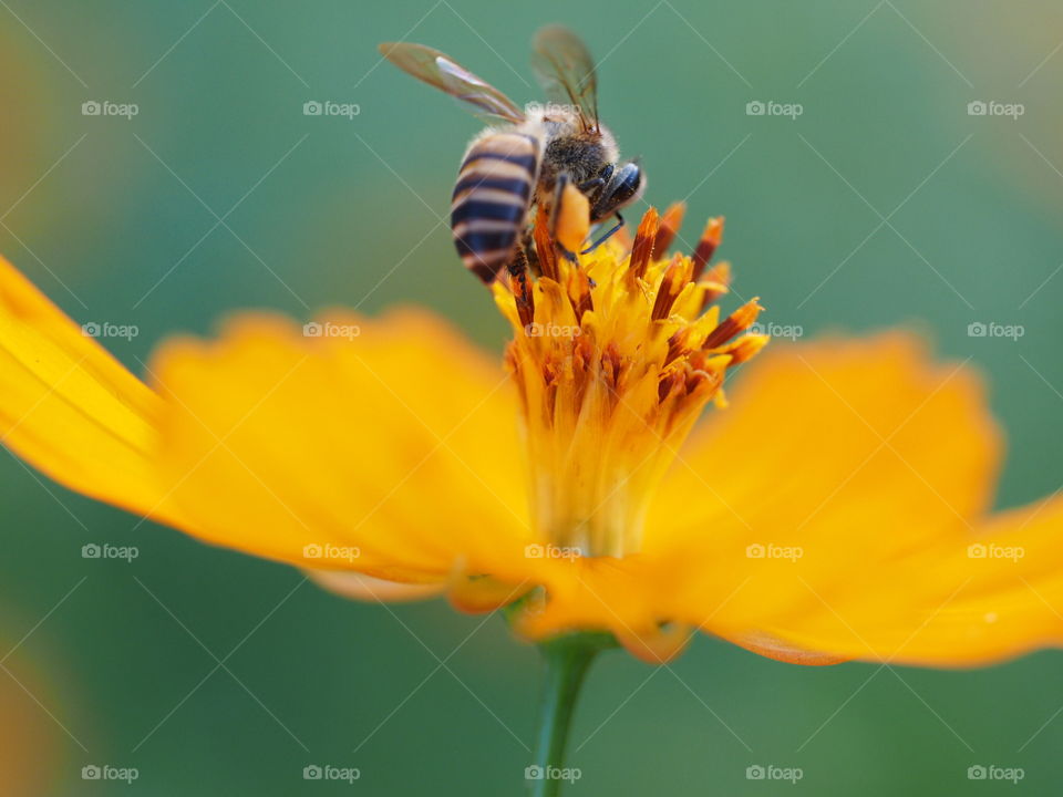 Insect, Bee, Nature, No Person, Honey