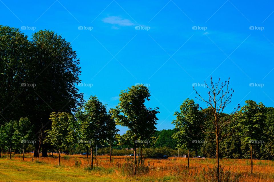 Landscape in Belgium during hot summer.